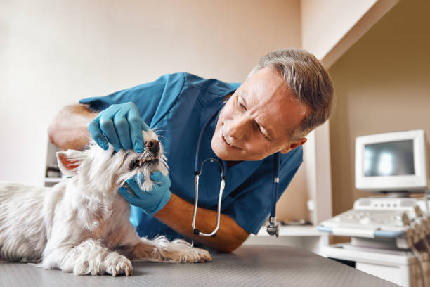 Best 24-Hour Emergency Dentist in Cerro Gordo, IL